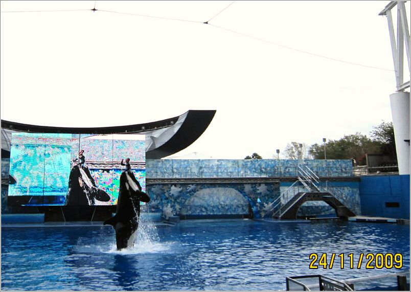 38 SeaWorld, Orlando - Showet 'Believe' - Med bl.a. Shamu!